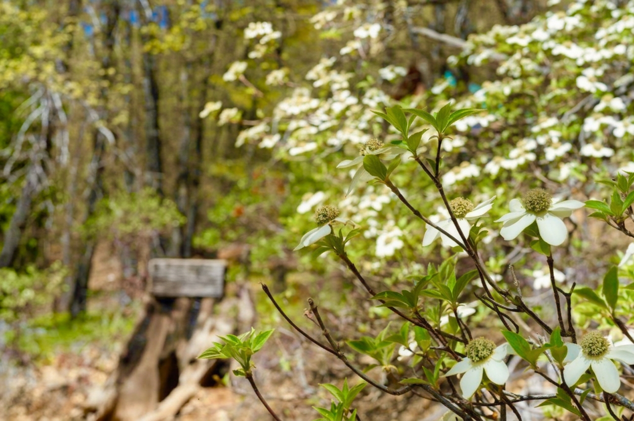 Dogwood blossoms beside the sanctuary entry path in spring