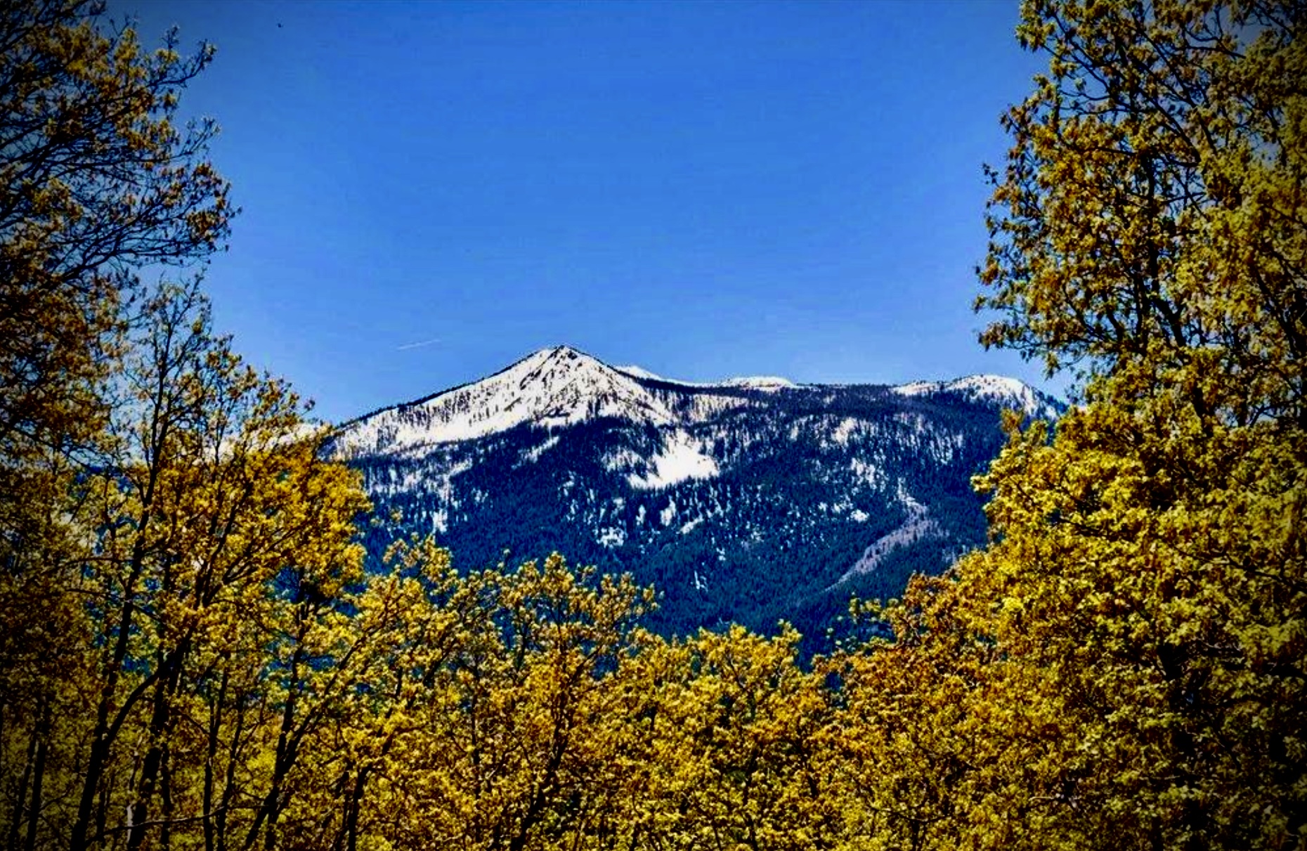 Snow-capped Mount Shasta peak framed by golden spring trees